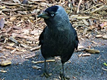 High angle view of bird perching on field