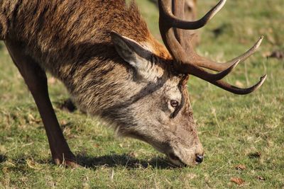 Deer in a field