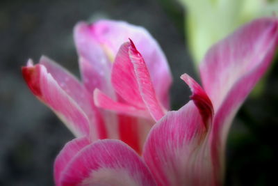 Close-up of pink day lily blooming outdoors