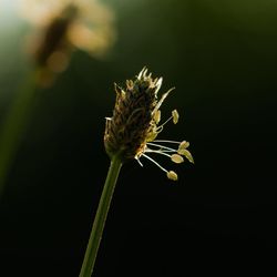 Close-up of wilted plant against black background