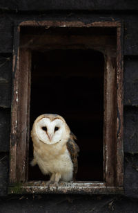 Portrait of owl on wood