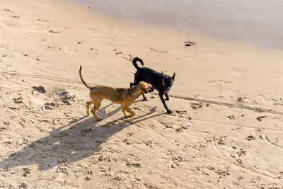 Dog running on sand at beach