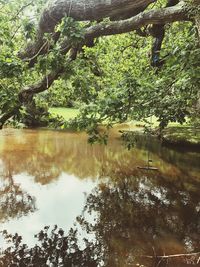 Scenic view of lake in forest