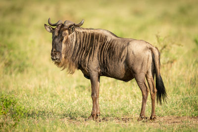 Wildebeest standing on grassy land