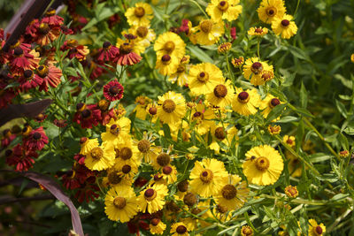 Close-up of yellow flowering plants