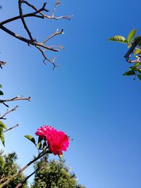 Low angle view of pink flowering plant against clear blue sky