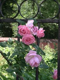 Close-up of pink roses blooming outdoors