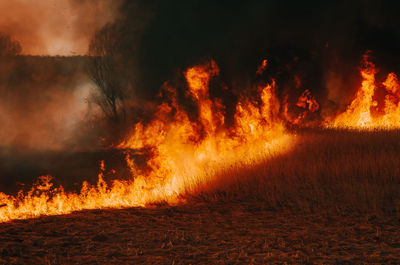 Burning dry grass, reed along lake. grass is burning in meadow. fire and smoke