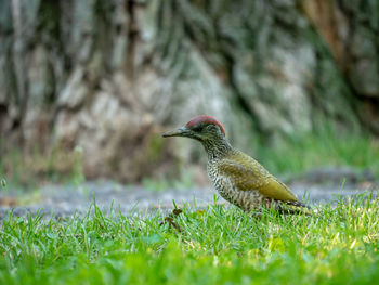 Close-up of a bird perching on a field