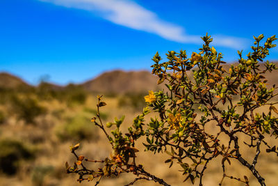Low angle view of flowering plants against blue sky