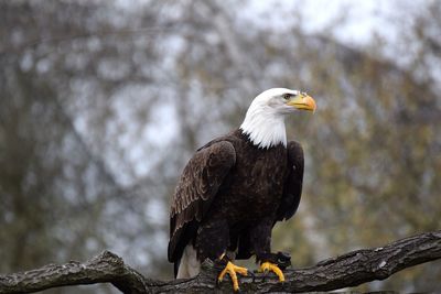 Bird perching on a branch