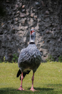 Full length of a bird on field