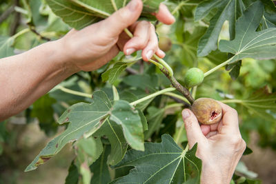 Close-up of cropped hand holding plant