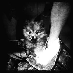 Portrait of dog sitting on floor