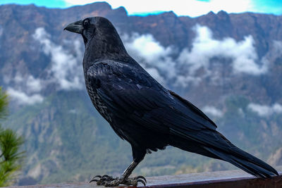 Close-up of bird perching