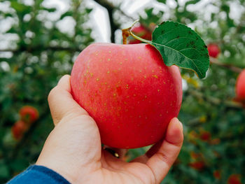 Close-up of hand holding strawberry