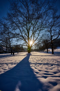 Sunlight streaming through bare trees during winter