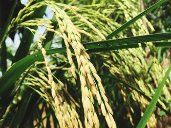 Close-up of wheat growing in farm