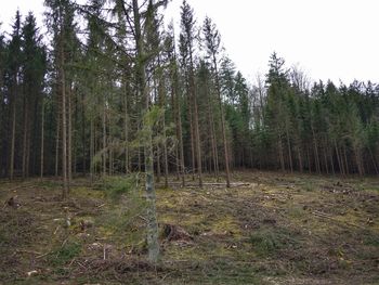 Trees growing in forest