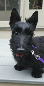 Portrait of black dog at home