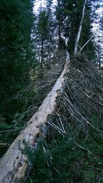 View of tree trunk in forest