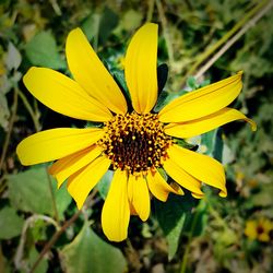 Close-up of yellow flower blooming outdoors