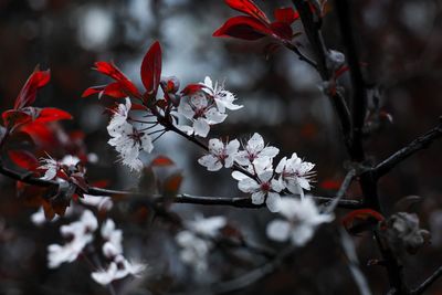 Close-up of cherry blossoms in spring