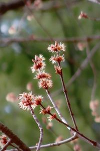 Close-up of red flowering plant