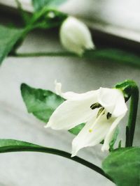 Close-up of white flower blooming outdoors