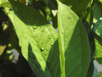 Close-up of raindrops on leaves