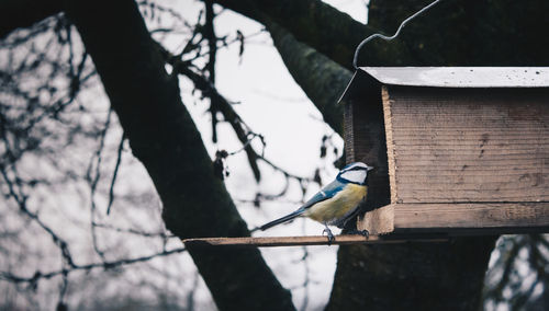 Low angle view of bird perching on bare tree