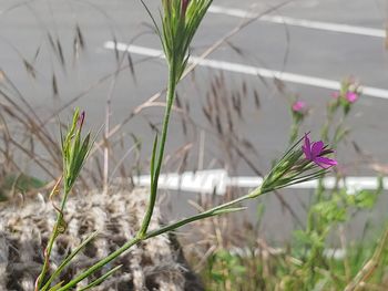 Close-up of pink flowering plants against blurred background