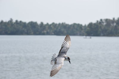 Seagull flying over lake against clear sky