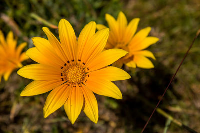 Close-up of yellow flower blooming outdoors