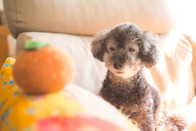 Close-up of dog