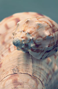Close-up of shell on wood