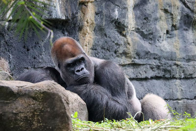 Silverback gorilla leaning against rock eyes open sitting