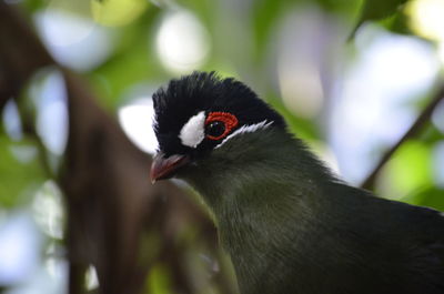 Close-up of bird against blurred background