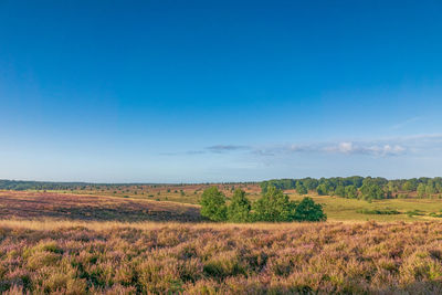 Scenic view of field against blue sky