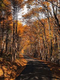 Road amidst trees in forest during autumn