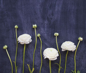 Close-up of flowering plants against white background