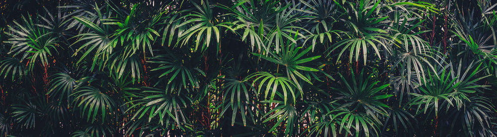 Full frame shot of bamboo trees in forest