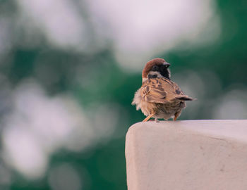 Close-up of bird perching on wall