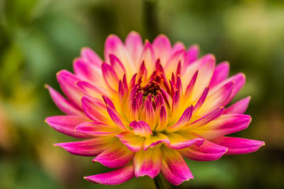 Close-up of bee on pink flower