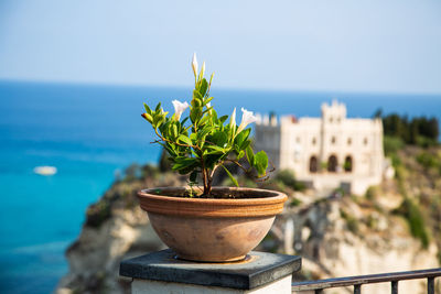 Close-up of potted plant against sea