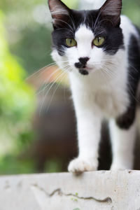 Close-up portrait of cat