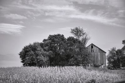 Trees and plants on corn field with barn against sky