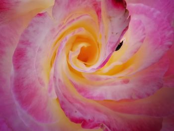 Close-up of pink rose