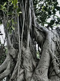 Low angle view of trees