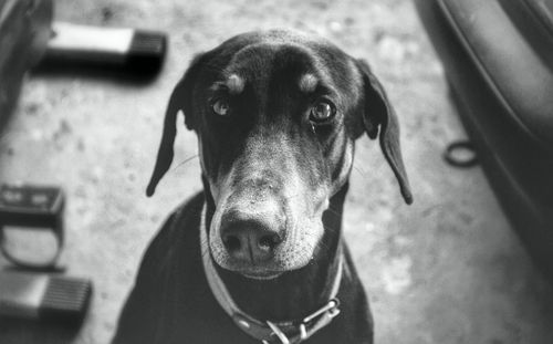 Close-up portrait of a dog